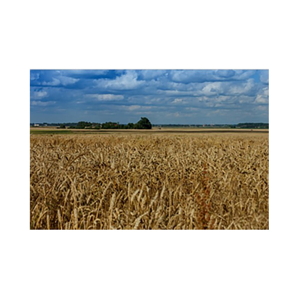 Golden Wheat Field - 40x50 cm paint by numbers kit