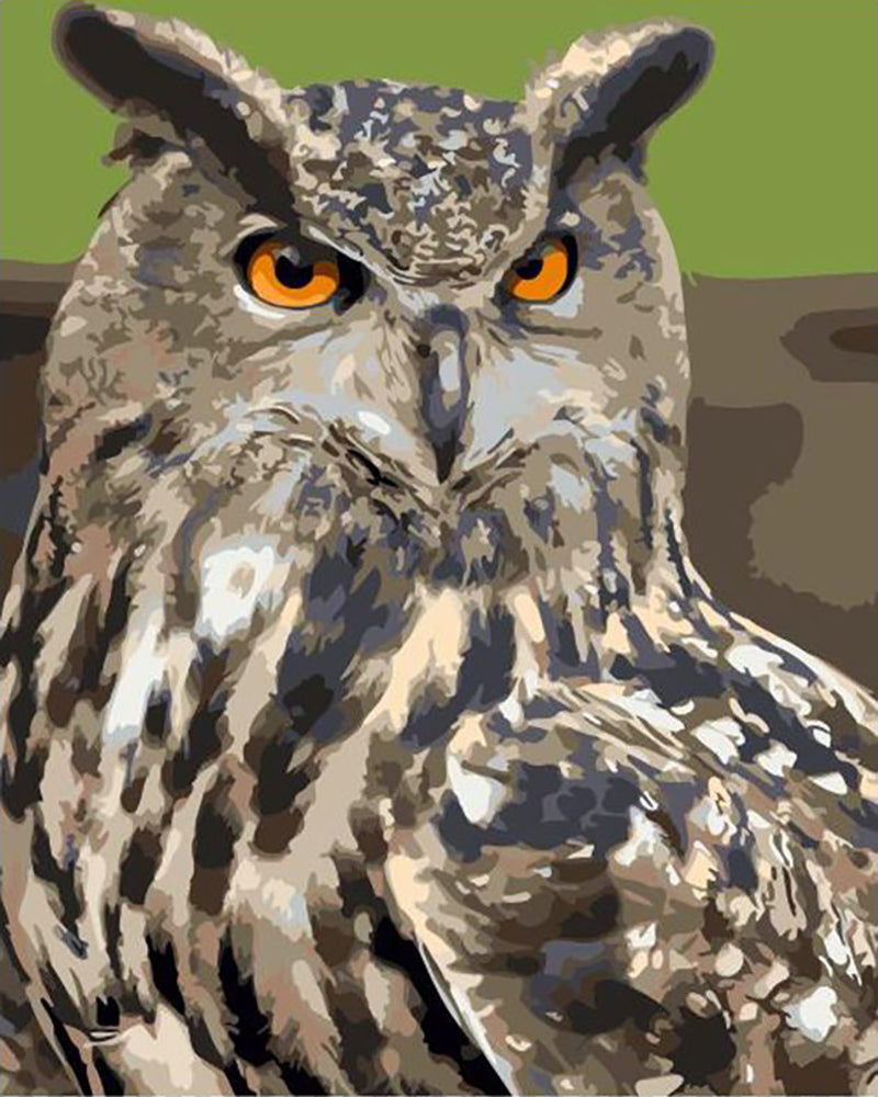 Orange Eyed Owl - 40x50 cm paint by numbers kit