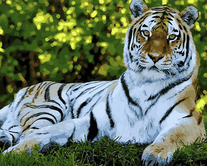 White Tiger Majesty - 40x50 cm paint by numbers kit
