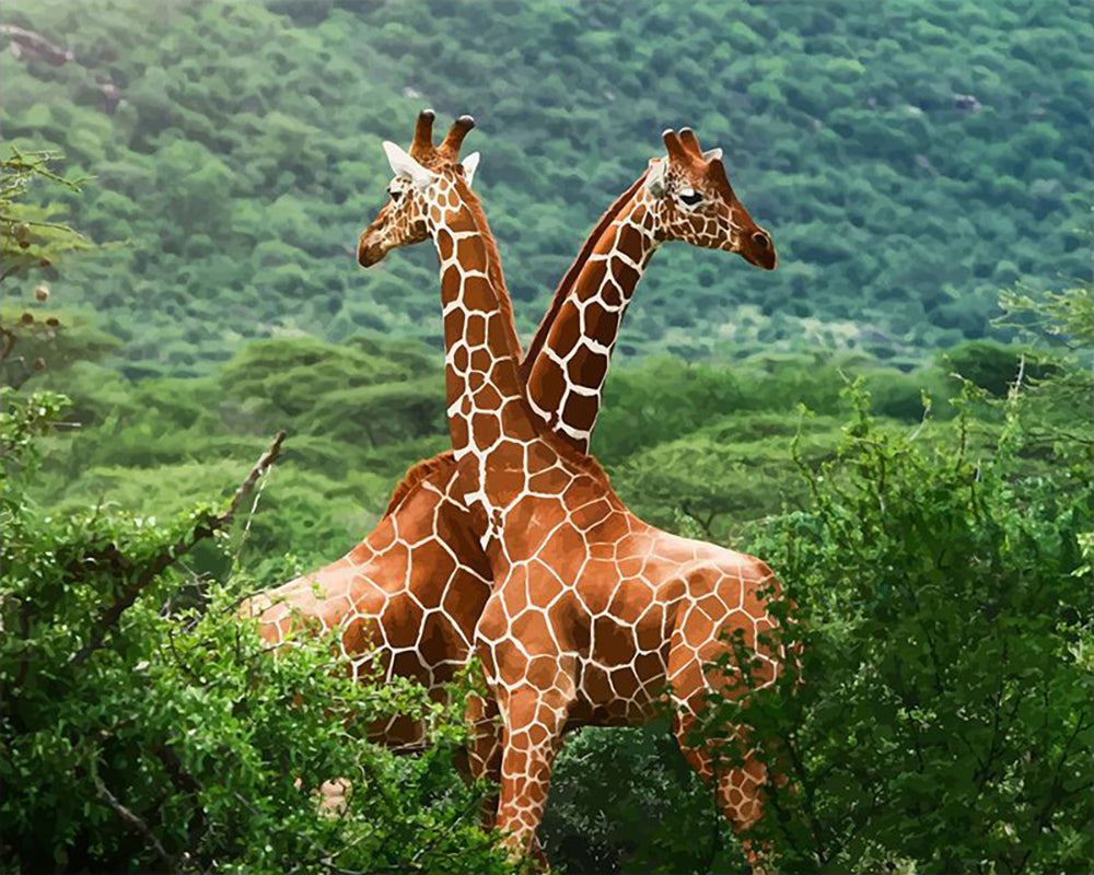 Giraffe Pair in the Wild - 40x50 cm paint by numbers kit