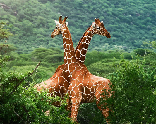 Giraffe Pair in the Wild - 40x50 cm paint by numbers kit