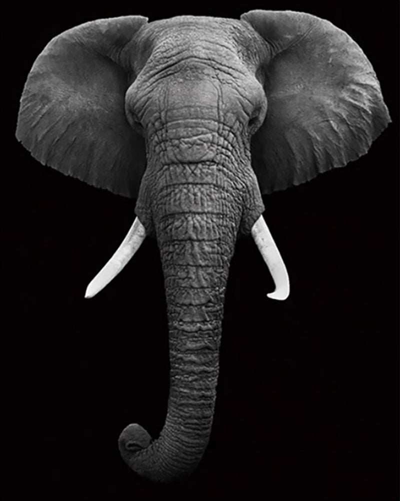 Monochrome Elephant Portrait - 40x50 cm paint by numbers kit
