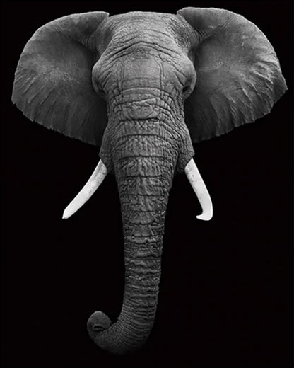 Monochrome Elephant Portrait - 40x50 cm paint by numbers kit