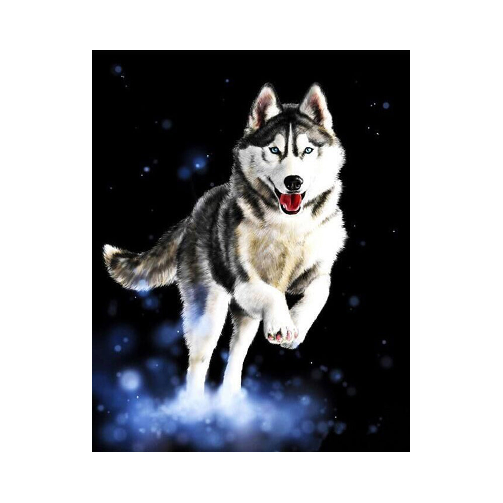 Husky in the Starlight - 40x50 cm paint by numbers kit