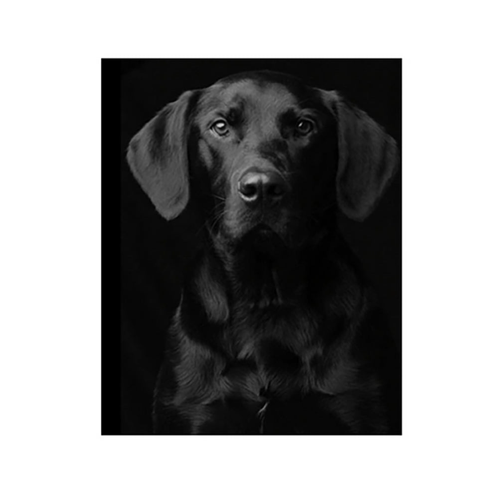 Black Labrador Portrait - 40x50 cm paint by numbers kit