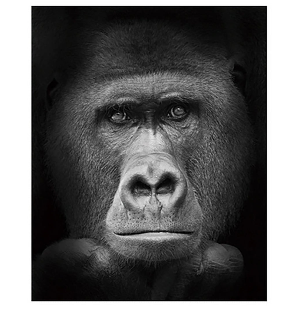 Black and White Gorilla Portrait - 40x50 cm paint by numbers kit