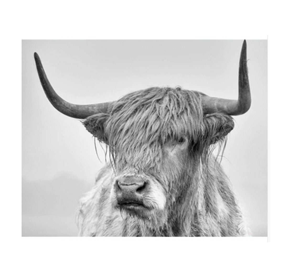 Highland Cow Portrait - 40x50 cm paint by numbers kit