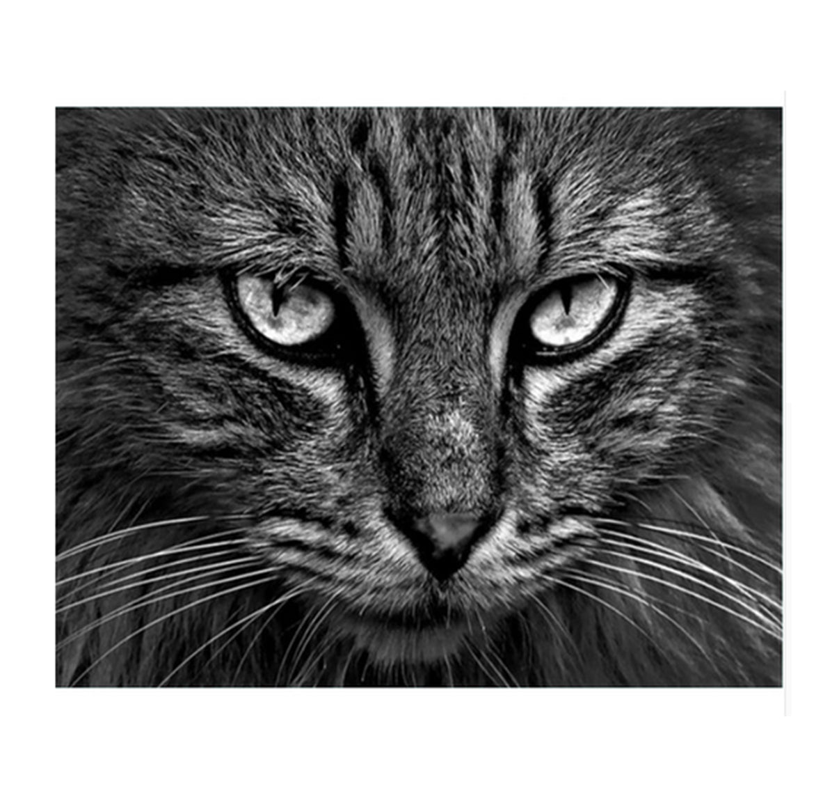 Black and White Cat Eyes - 40x50 cm paint by numbers kit