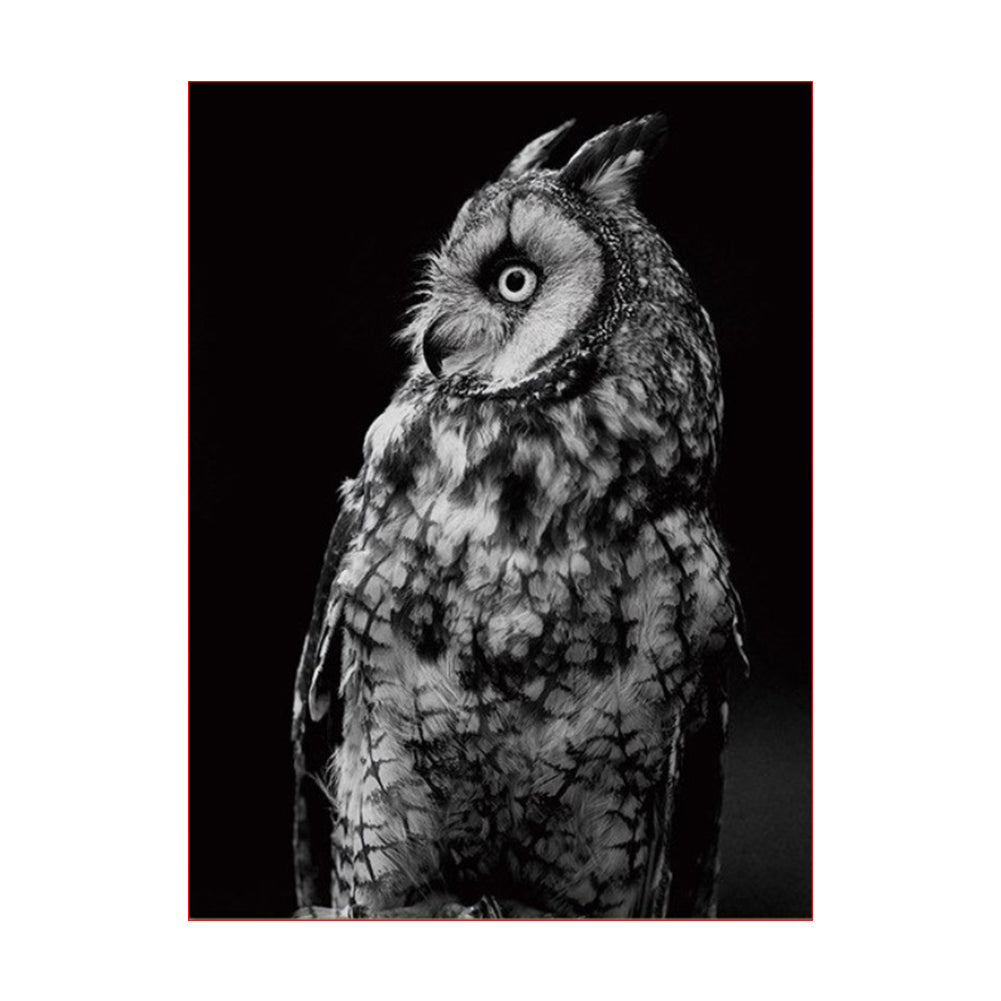 Midnight Owl Portrait - 40x50 cm paint by numbers kit