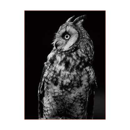 Midnight Owl Portrait - 40x50 cm paint by numbers kit