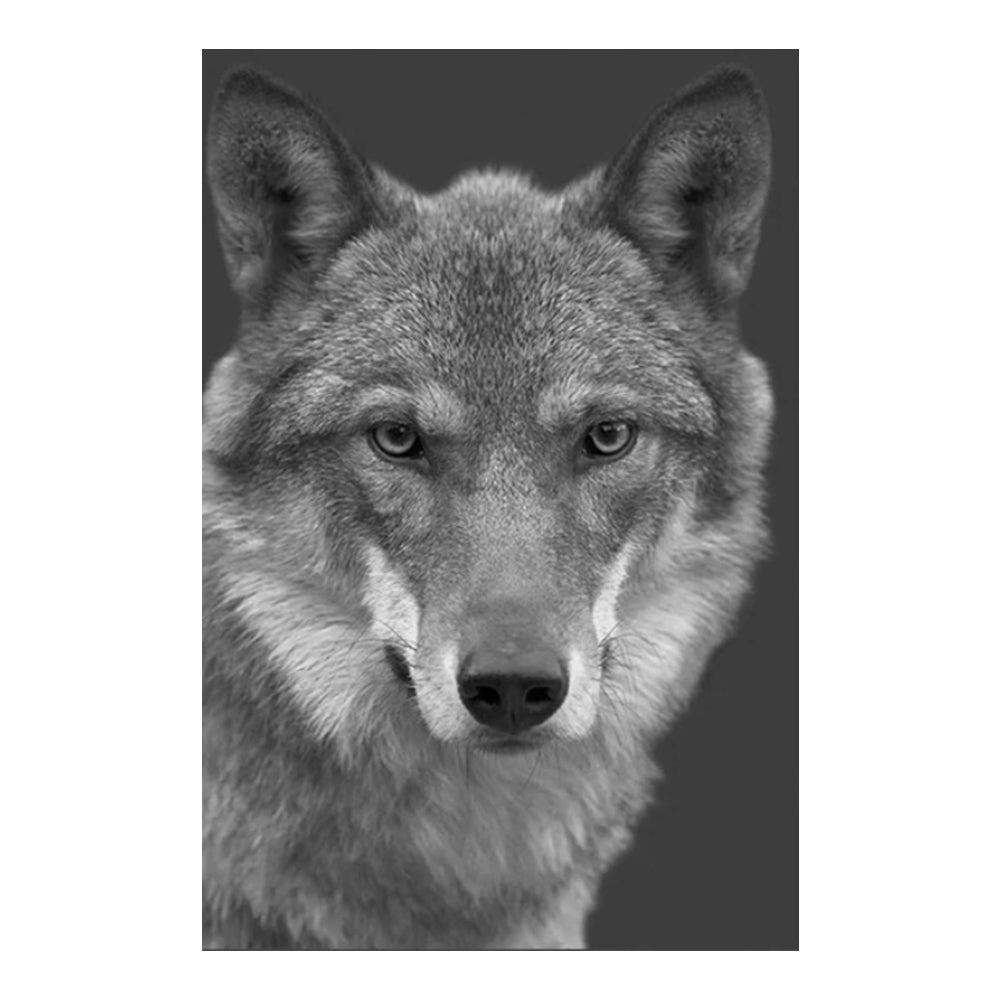 Quiet Wolf Gaze - 40x50 cm paint by numbers kit