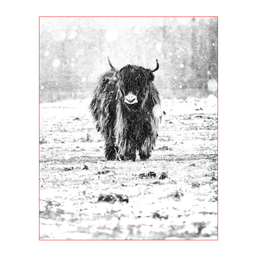 Snowy Highland Cattle - 40x50 cm paint by numbers kit