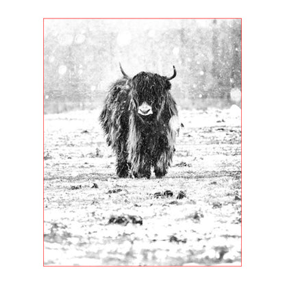Snowy Highland Cattle - 40x50 cm paint by numbers kit