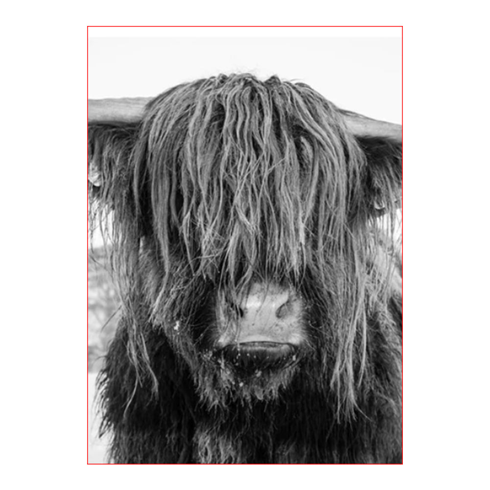 Shaggy Highland Cow - 40x50 cm paint by numbers kit