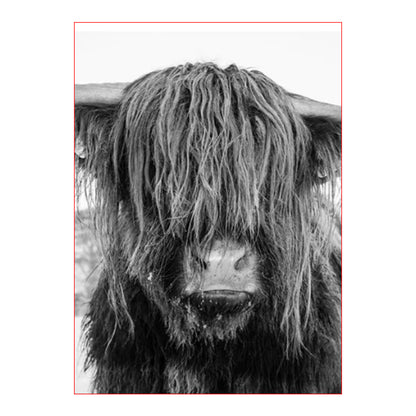 Shaggy Highland Cow - 40x50 cm paint by numbers kit
