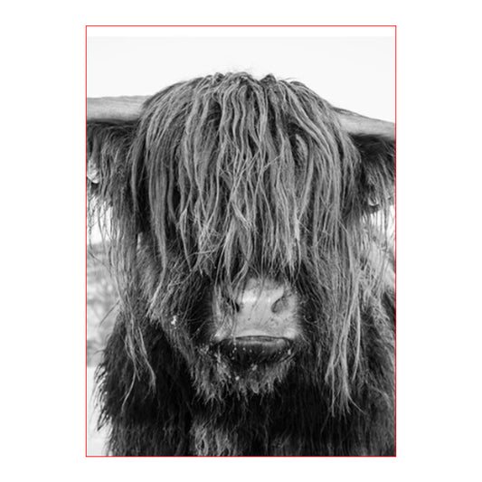 Shaggy Highland Cow - 40x50 cm paint by numbers kit
