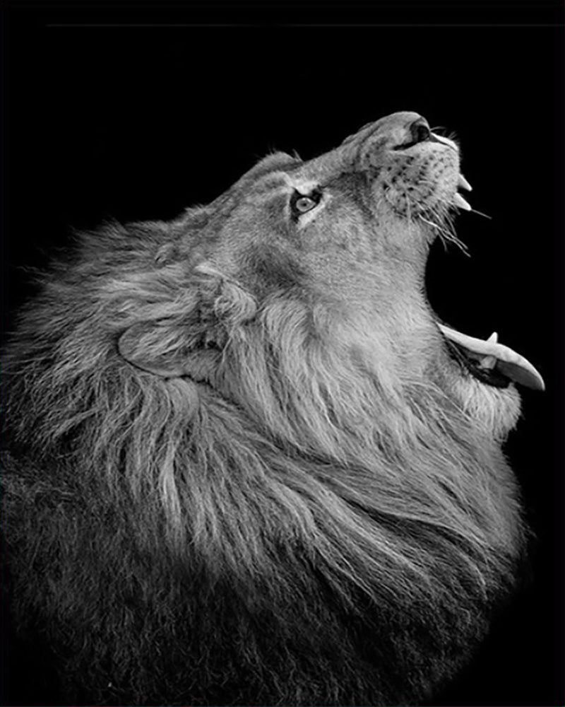 Monochrome Lion's Roar - 40x50 cm paint by numbers kit
