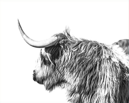Highland Cow in Profile - 40x50 cm paint by numbers kit