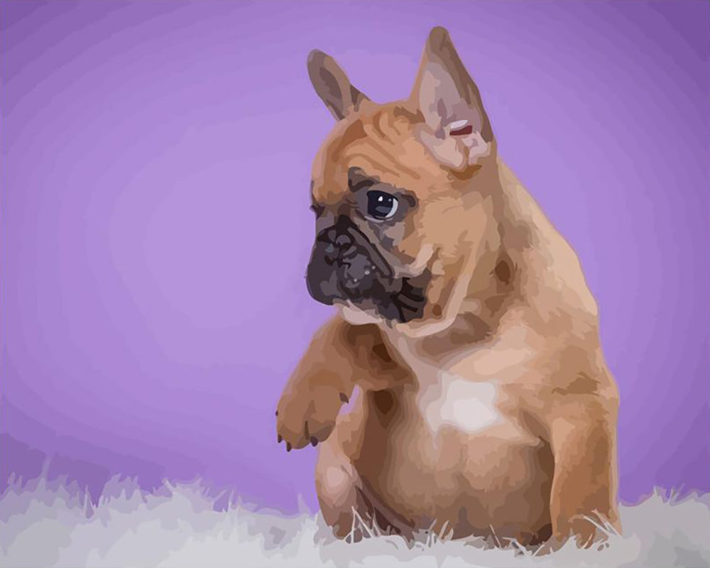 Little French Bulldog - 40x50 cm paint by numbers kit