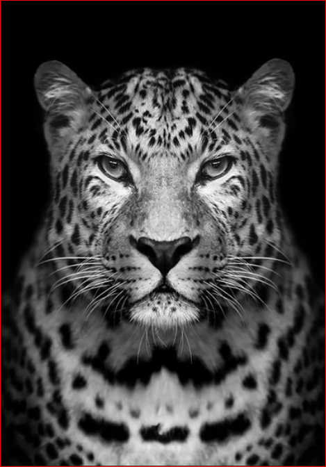 Monochrome Leopard Portrait - 40x50 cm paint by numbers kit