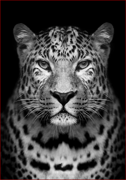 Monochrome Leopard Portrait - 40x50 cm paint by numbers kit