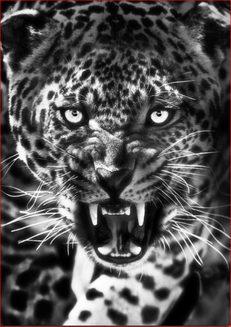 Fierce Leopard in Black and White - 40x50 cm paint by numbers kit