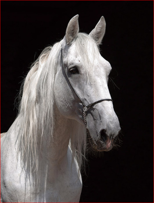 Elegant White Horse Portrait - 40x50 cm paint by numbers kit