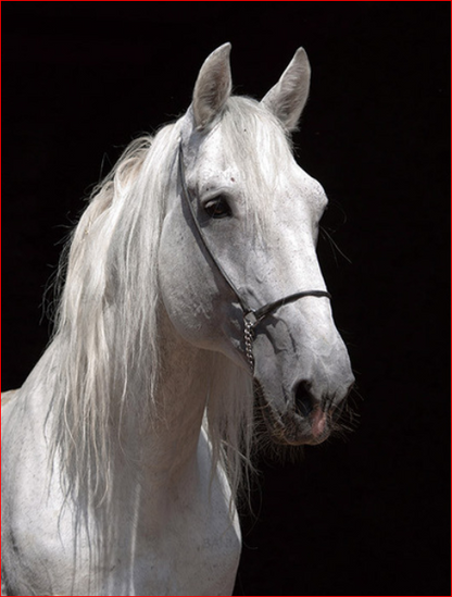 Elegant White Horse Portrait - 40x50 cm paint by numbers kit
