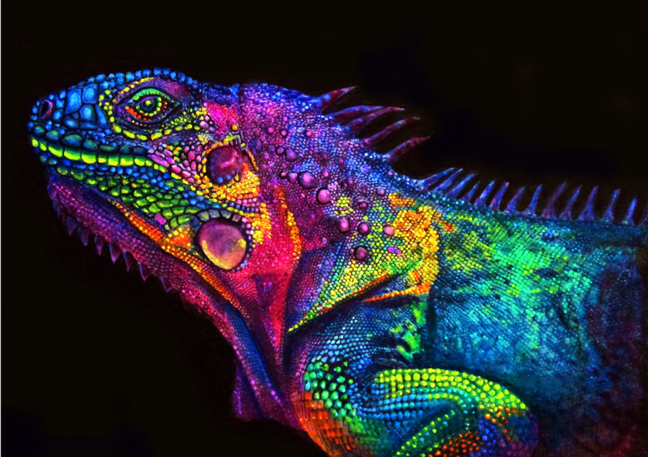 Neon Rainbow Iguana - 40x50 cm paint by numbers kit