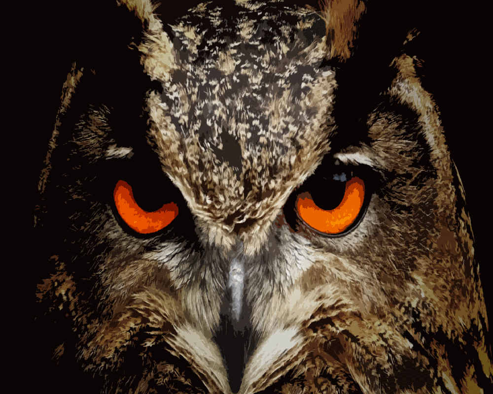 Fiery Eyed Owl - 40x50 cm paint by numbers kit