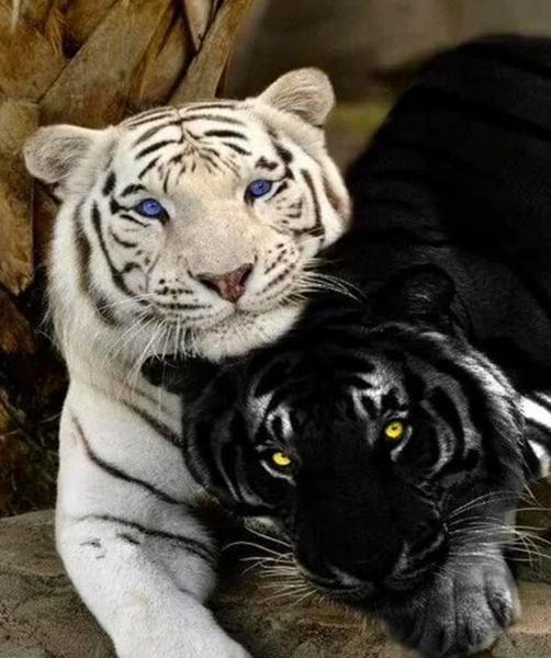 White and Black Tigers - 40x50 cm paint by numbers kit