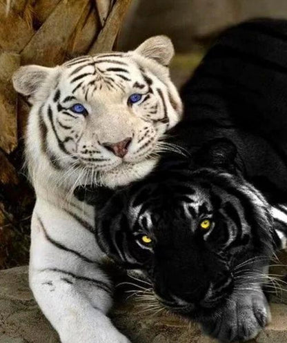 White and Black Tigers - 40x50 cm paint by numbers kit
