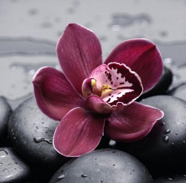 Orchid on Zen Stones - 40x50 cm paint by numbers kit