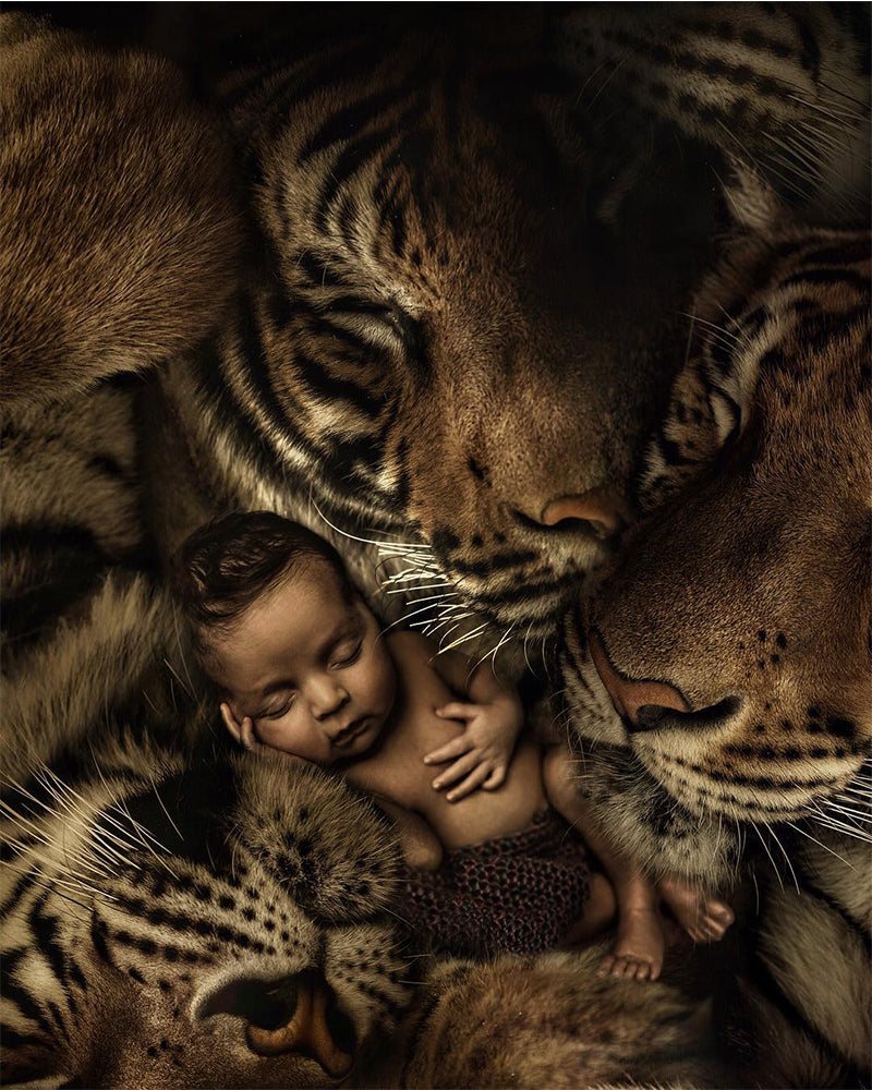 Sleeping Baby and Tigers - 40x50 cm paint by numbers kit