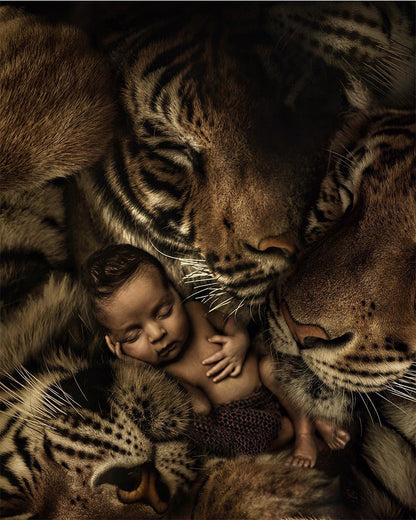 Sleeping Baby and Tigers - 40x50 cm paint by numbers kit