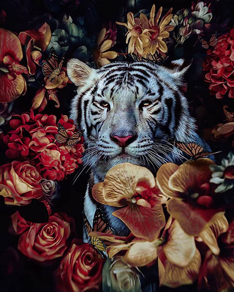 White Tiger in Crimson Garden - 40x50 cm paint by numbers kit
