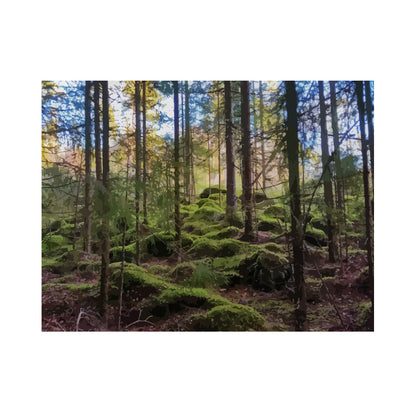 Sunlit Mossy Forest - 40x50 cm paint by numbers kit