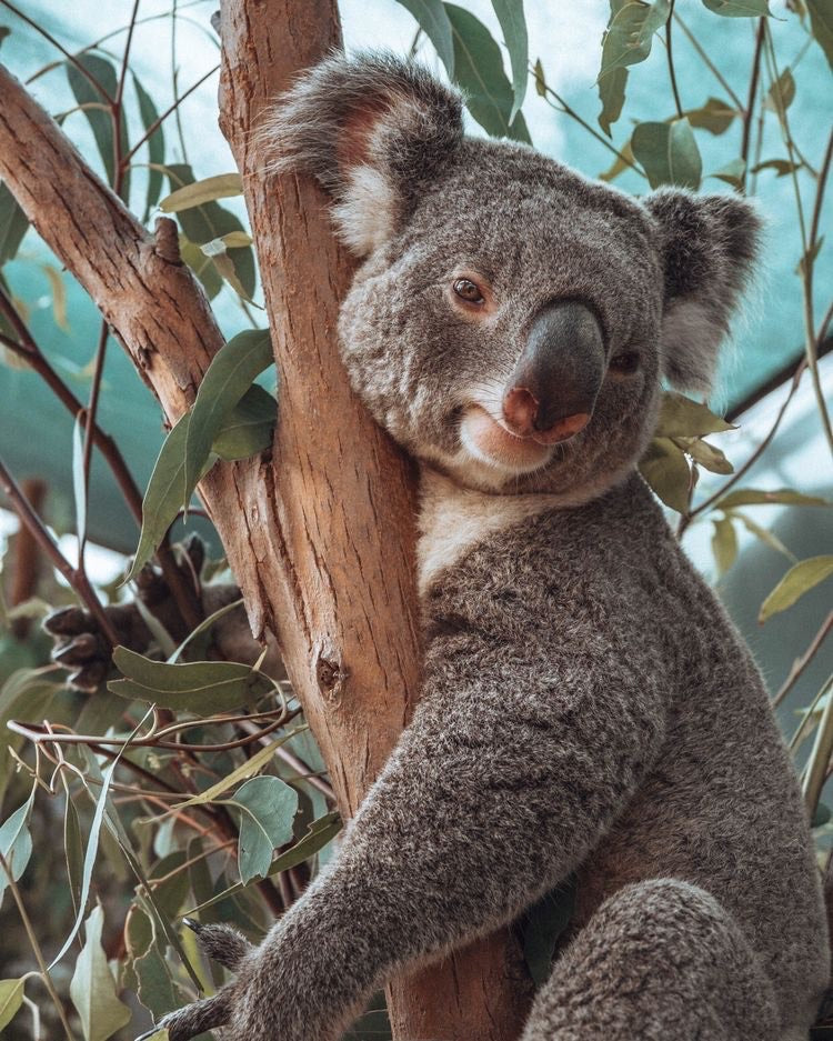 Koala on Eucalyptus Tree
