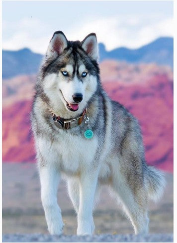 Blue Eyed Mountain Husky