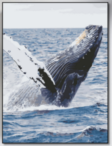 Baleine à bosse en pleine brèche