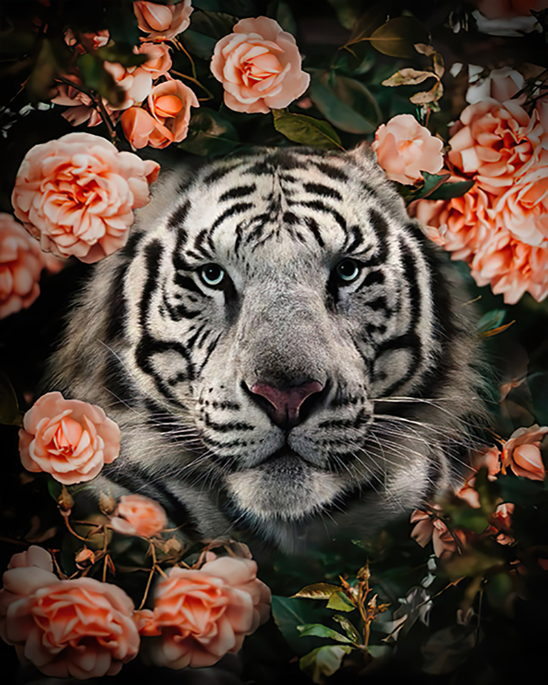 White Tiger Among Peach Roses - 40x50 cm paint by numbers kit