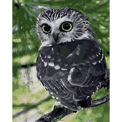 Wide Eyed Forest Owl - 40x50 cm paint by numbers kit