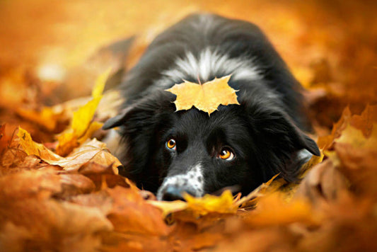 Dog in Autumn Maple Leaves paint by numbers kit