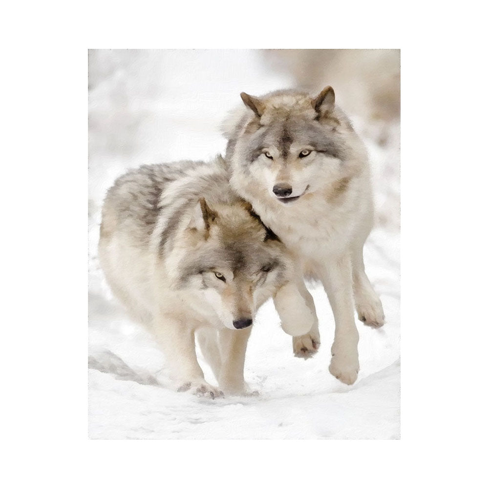 Snow Wolf Companions - 40x50 cm paint by numbers kit
