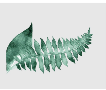 Watercolor Fern Study - 40x50 cm paint by numbers kit