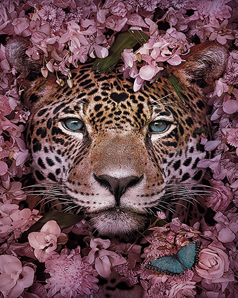 Floral Jaguar Gaze - 40x50 cm paint by numbers kit