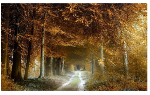 Golden Autumn Forest Path - 40x50 cm paint by numbers kit