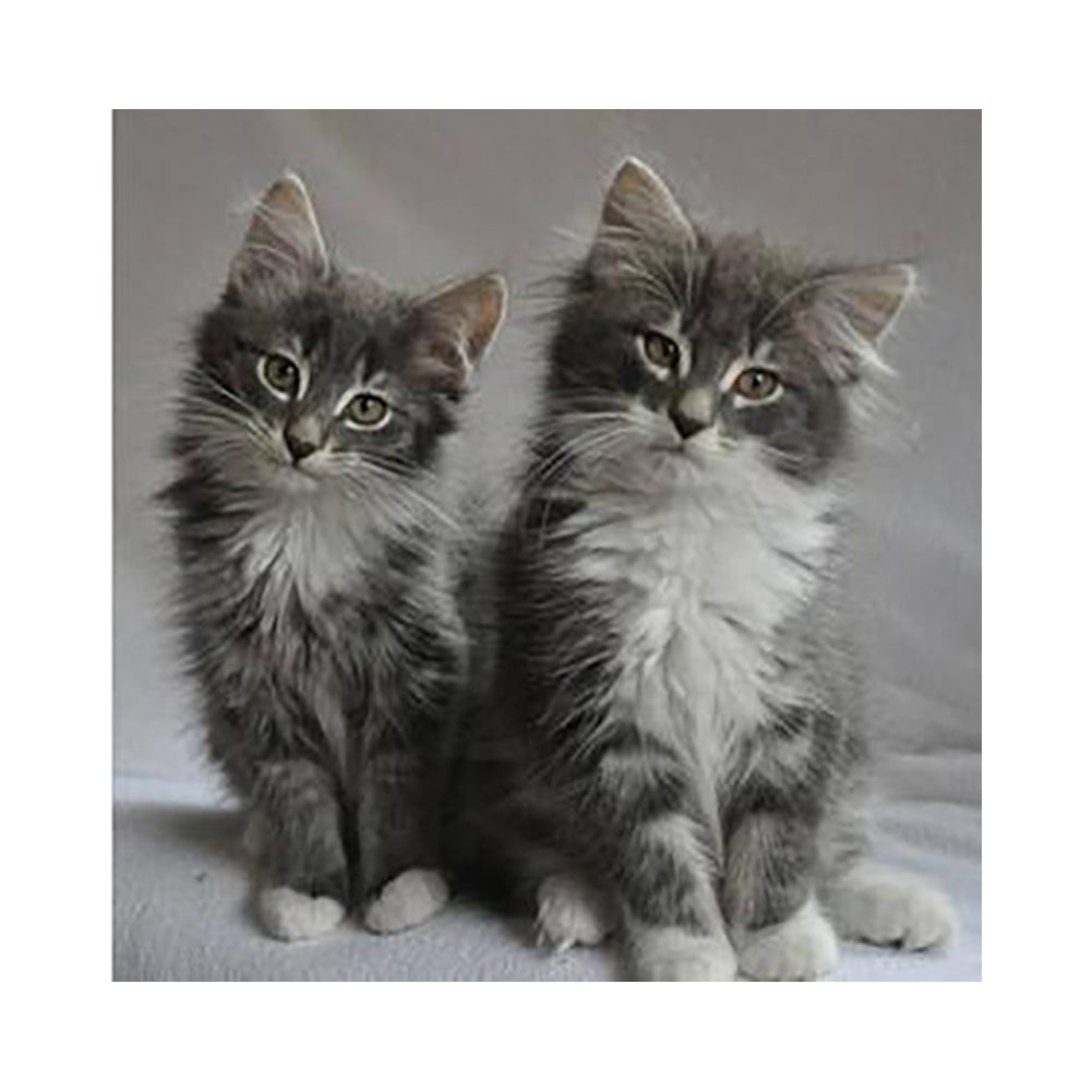 Fluffy Gray Kittens - 40x50 cm paint by numbers kit