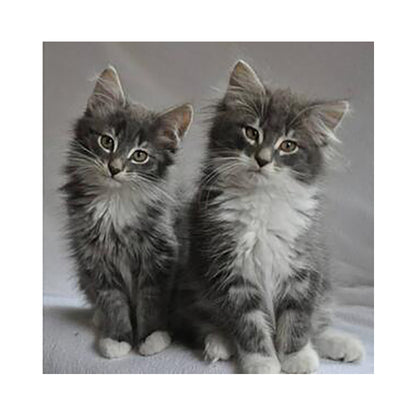 Fluffy Gray Kittens - 40x50 cm paint by numbers kit