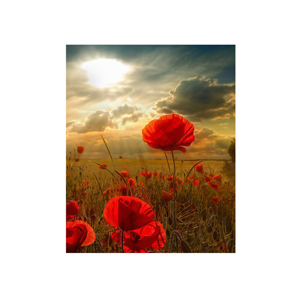 Red Poppies at Sunset - 40x50 cm paint by numbers kit
